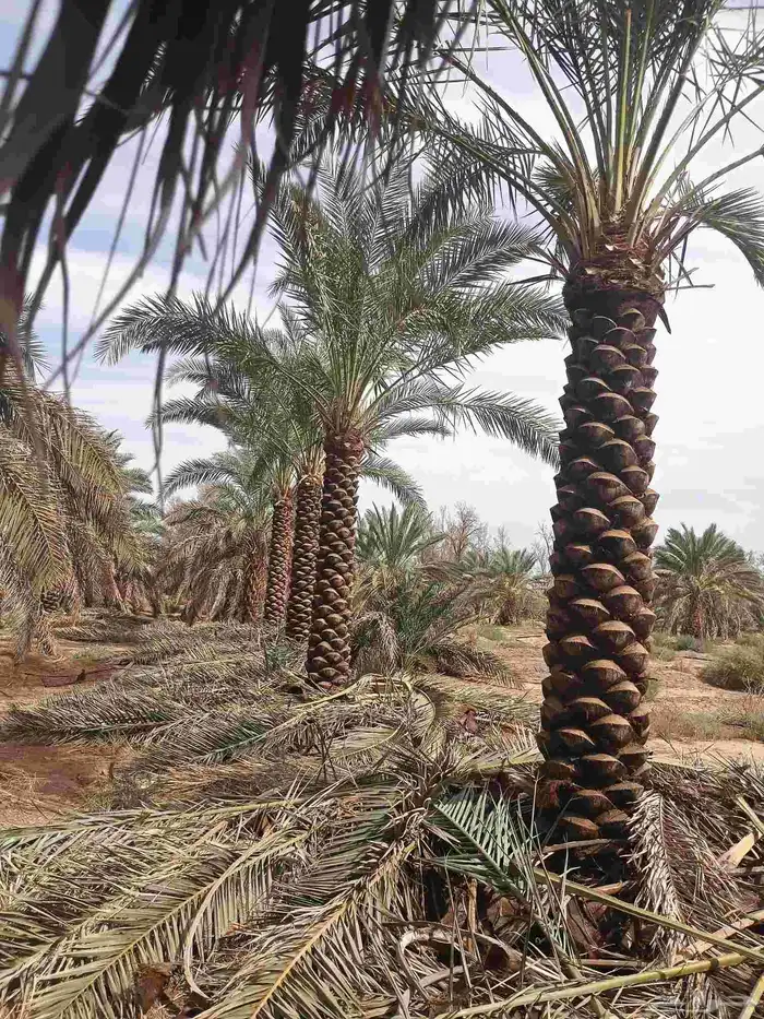 يوجد لدينا نخل مكرب هلال من مترين ونص الا 6متر 0