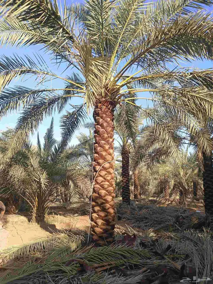 يوجد لدينا نخل مكرب هلال من مترين ونص الا 6متر 1