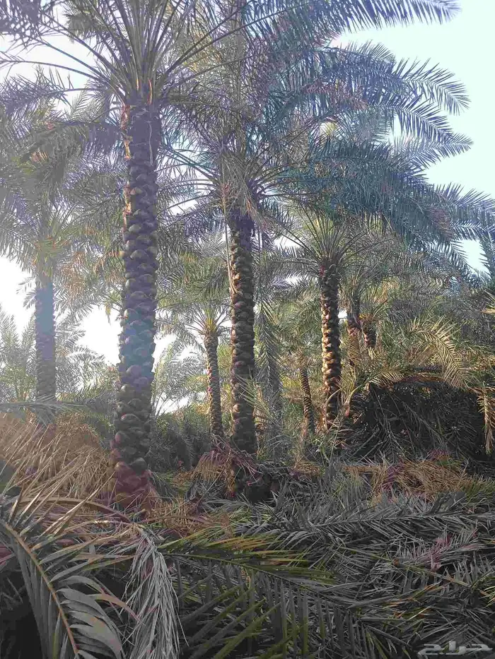 يوجد لدينا نخل مكرب هلال من مترين ونص الا 6متر 6