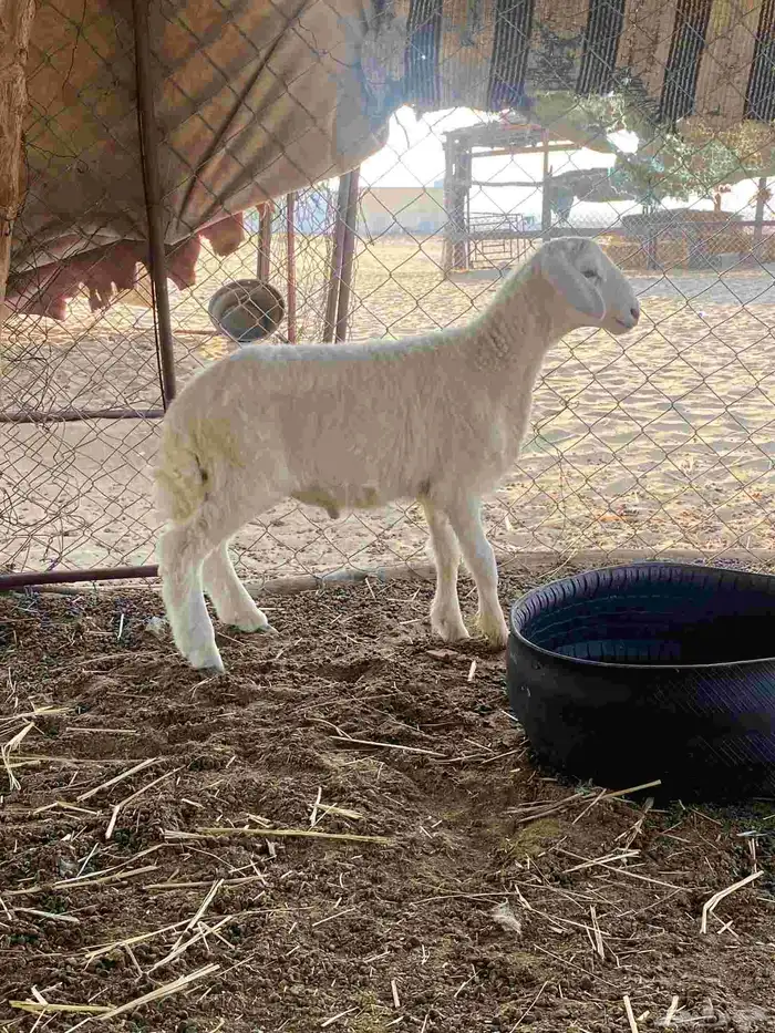 مشروع فحل حري 0