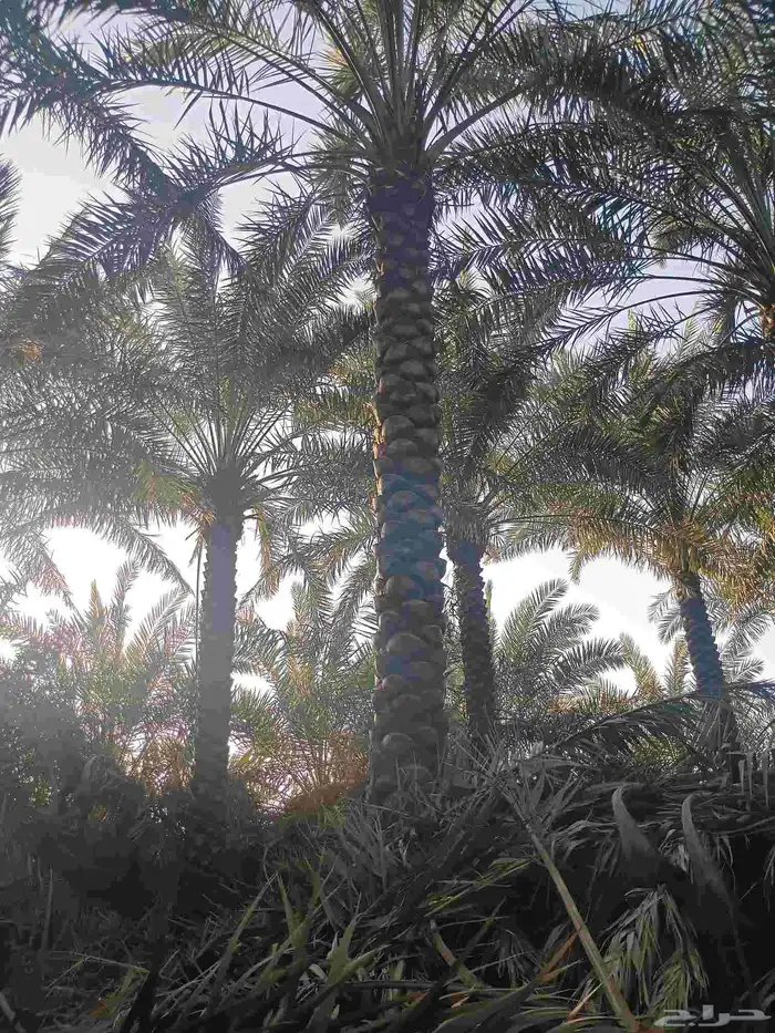 يوجد لدينا نخل مكرب هلال من مترين ونص الا 6متر 8