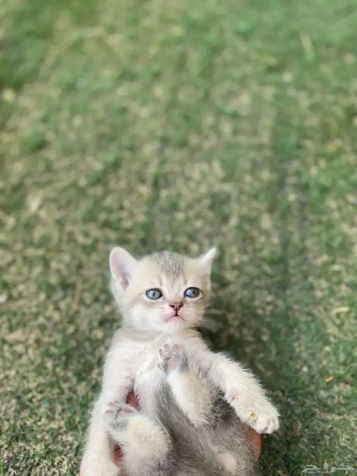 سكوتش فولد قولد مطعمين للبيع لايوجد تبني 15