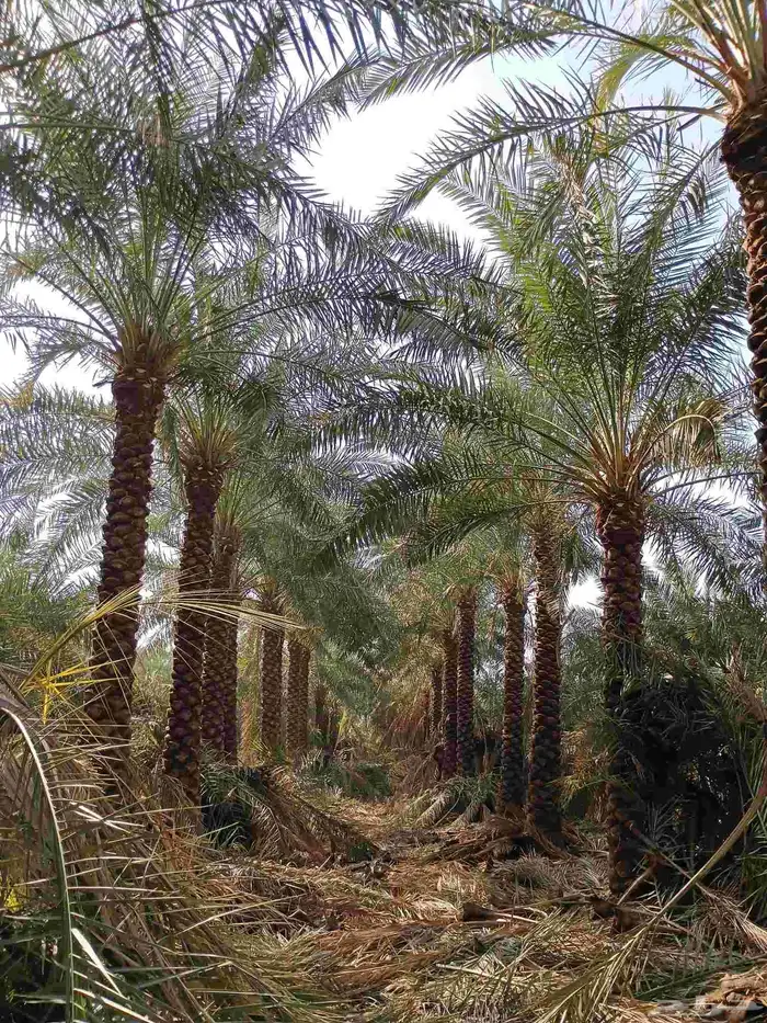 يوجد لدينا نخل مكرب هلال من مترين ونص الا 6متر 4