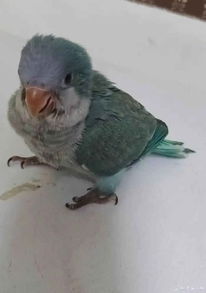 للبيع طير كويكر اللون تركواز السعر 650 0