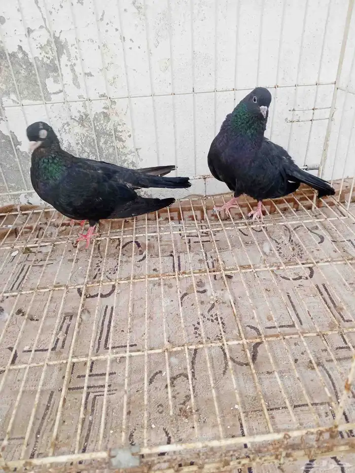 حمام صنعاني وصنعاوي 4