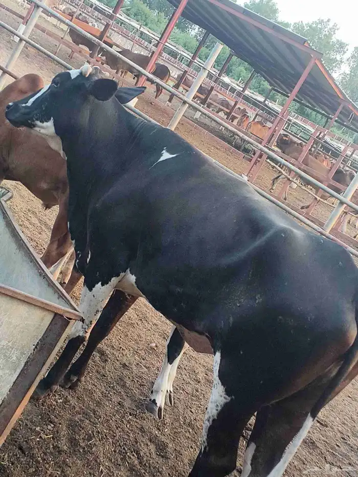 أعراض لكم بقاير جاموس وبلدي وخبيش بلدي 5