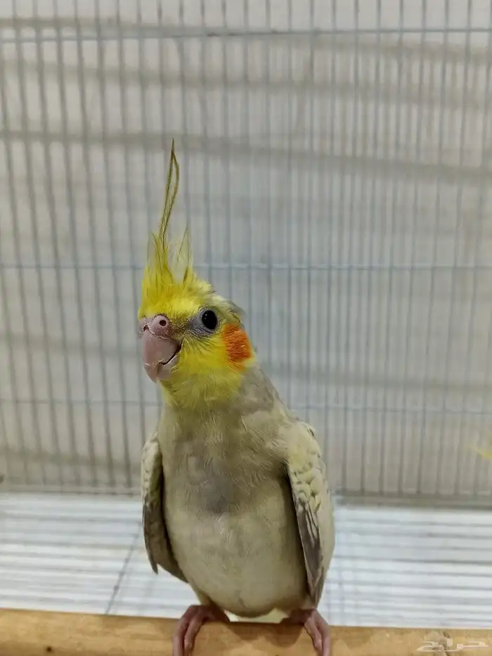 كروان اليف 0