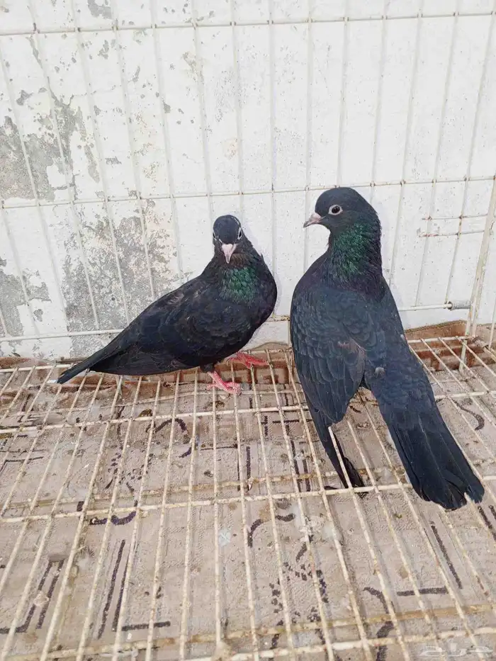 حمام صنعاني وصنعاوي 3