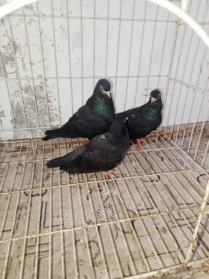 حمام صنعاني وصنعاوي 0