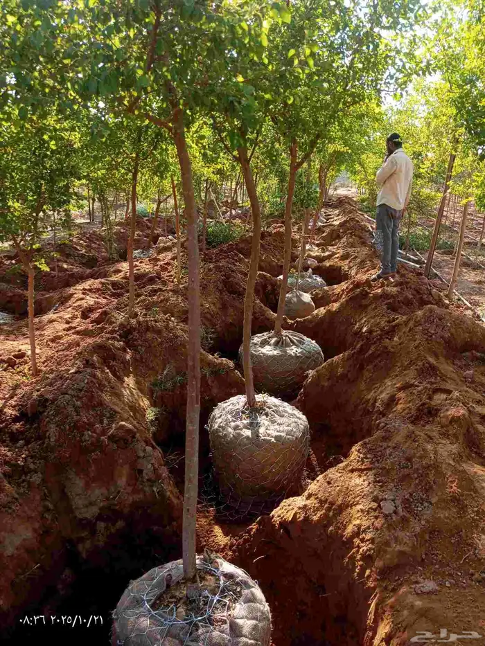 جميع انواع الاشجار اتصل نصل 5