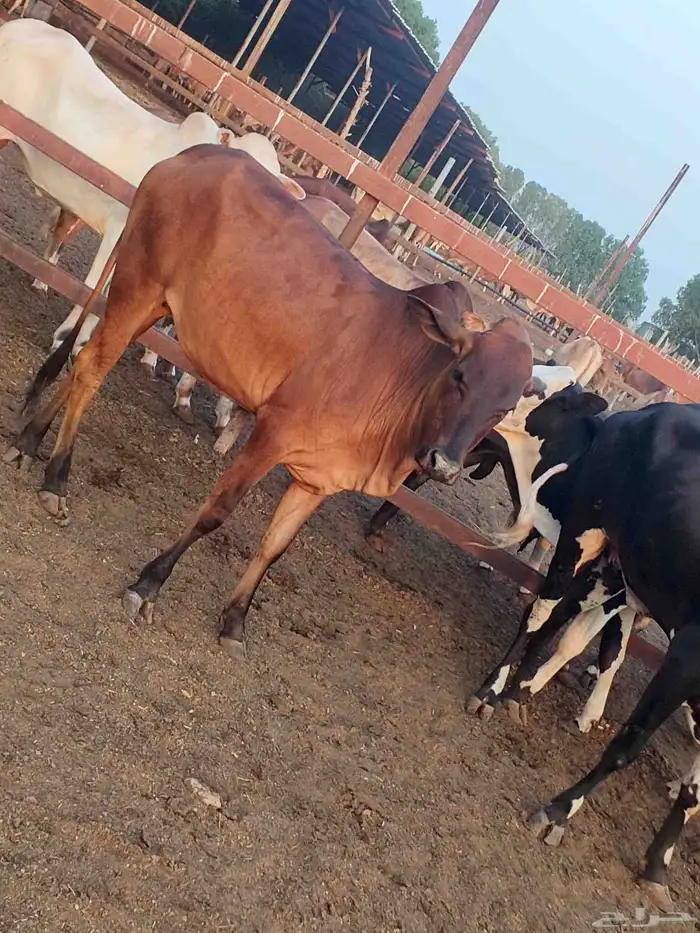 أعراض لكم بقاير جاموس وبلدي وخبيش بلدي 3