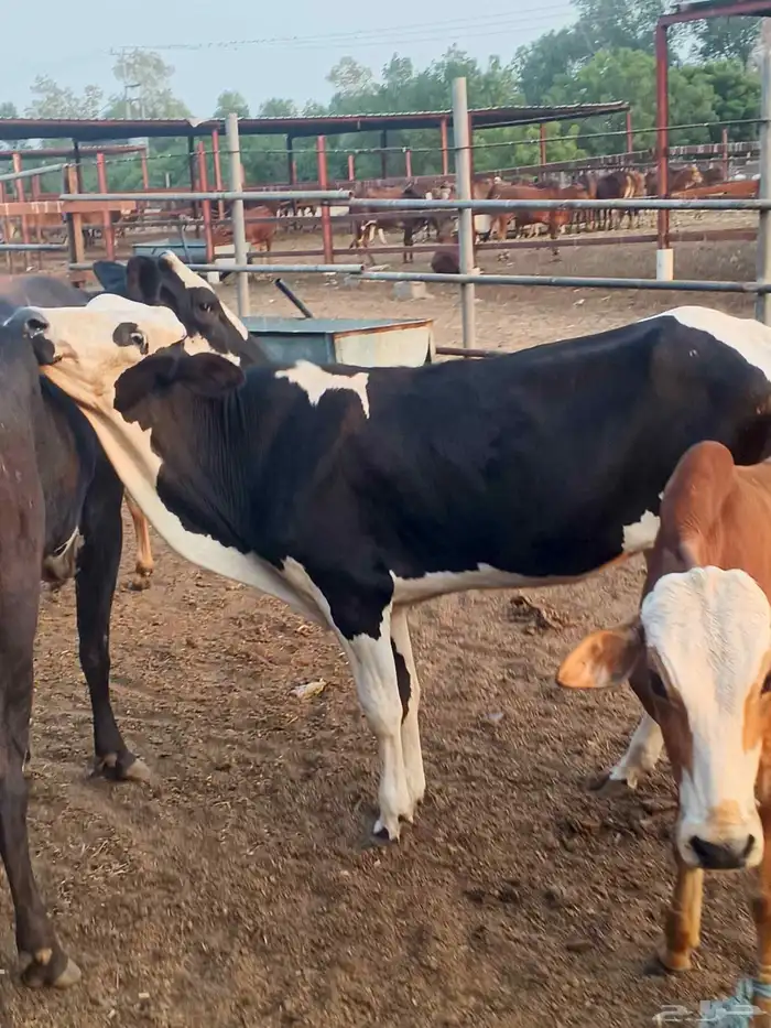 أعراض لكم بقاير جاموس وبلدي وخبيش بلدي 4