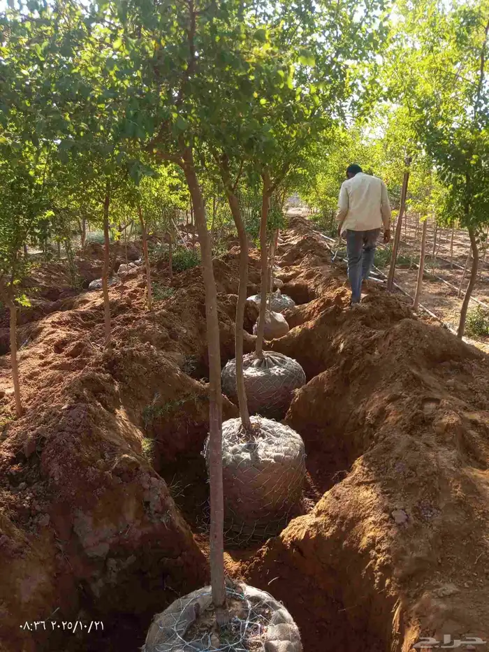 جميع انواع الاشجار اتصل نصل 6