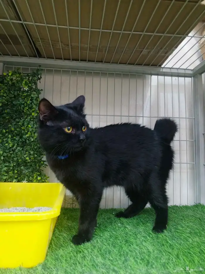 قطط للتبنى 0