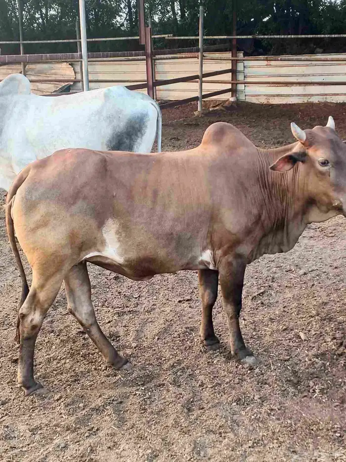 أعراض لكم بقاير جاموس وبلدي وخبيش بلدي 8