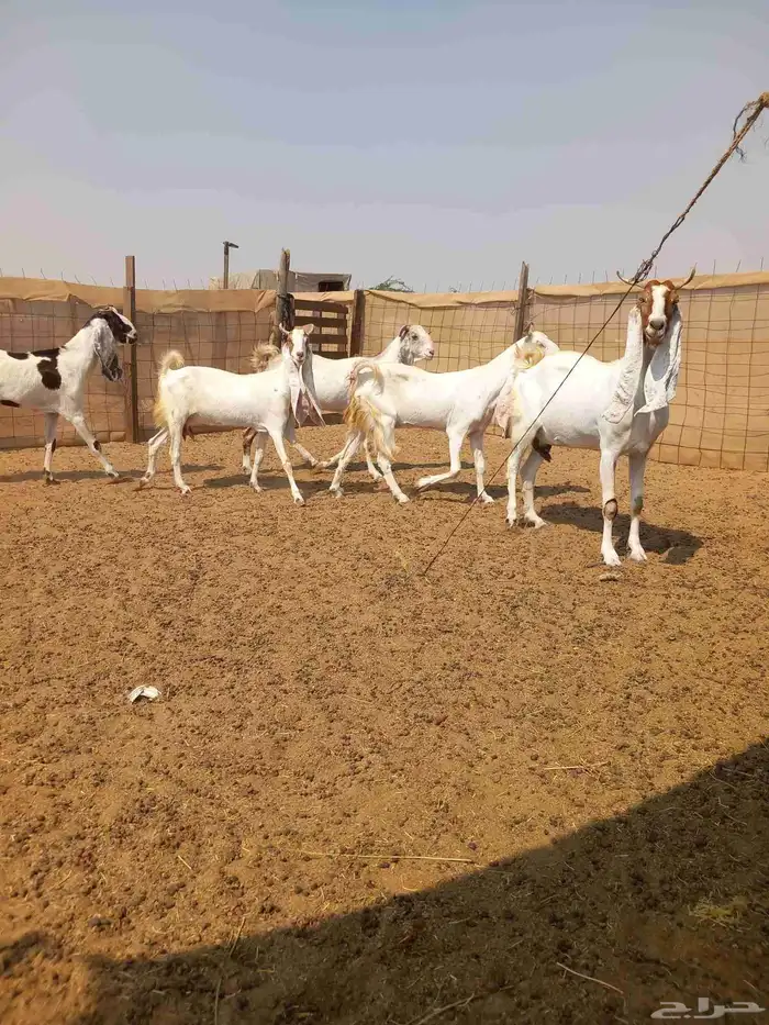 معزا حجازيه فواخر ب 750 0