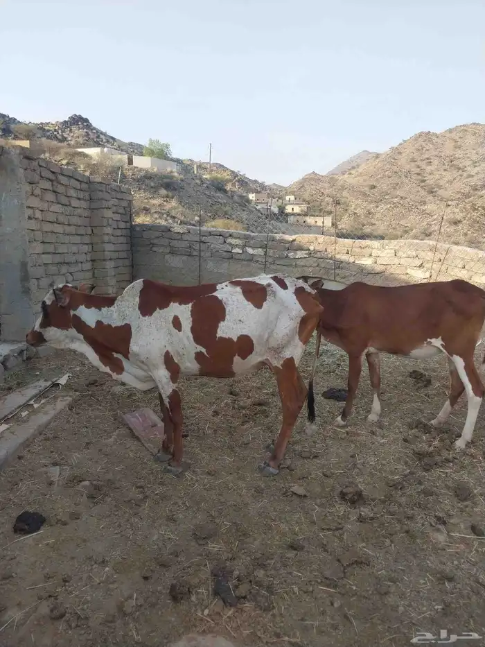 بقر رعويه 2