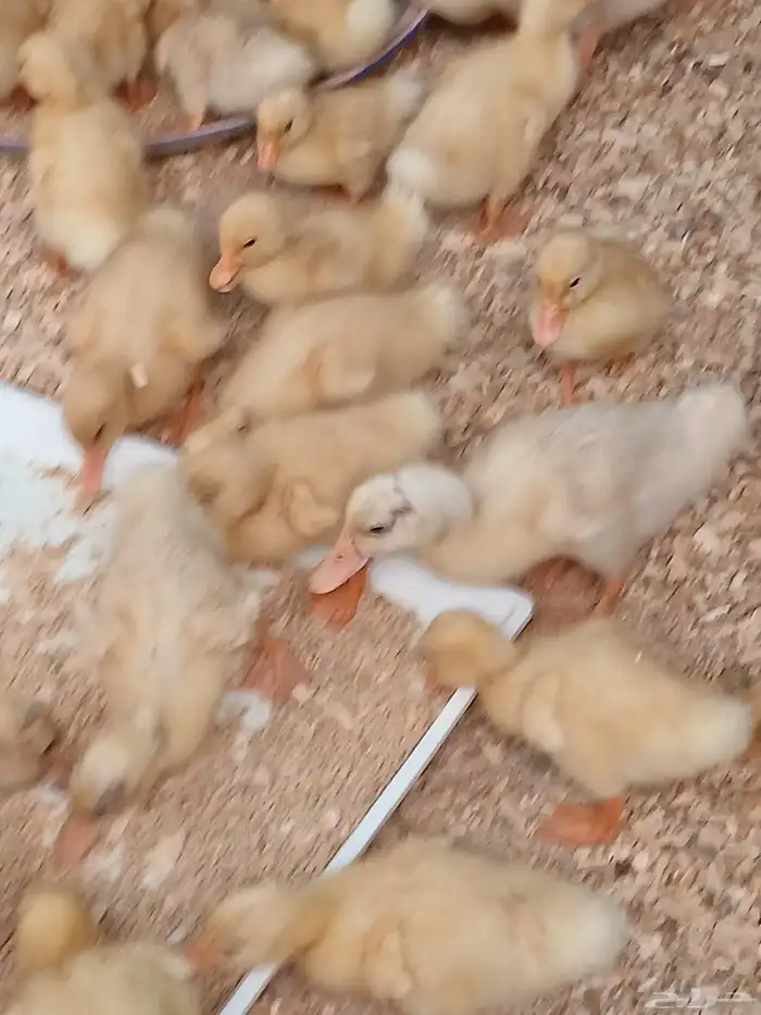 صوص بط محصن بكيني 2