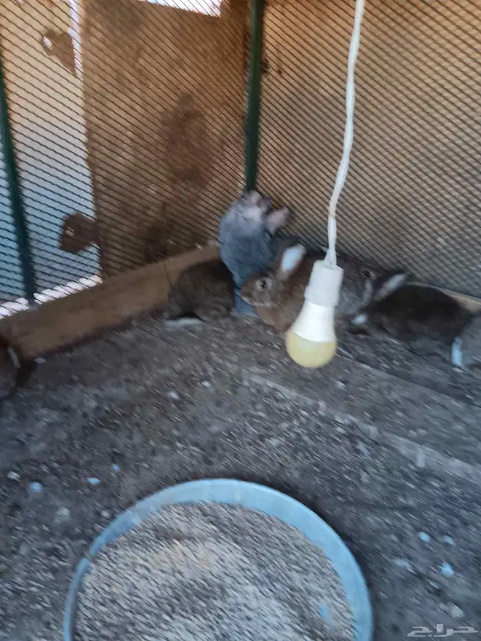 أرانب مهجن فرنسي جروم فاخره 1