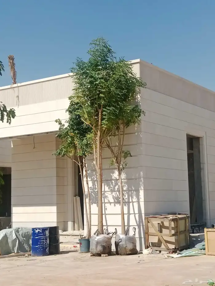 اشجار جميع المقاسات 0