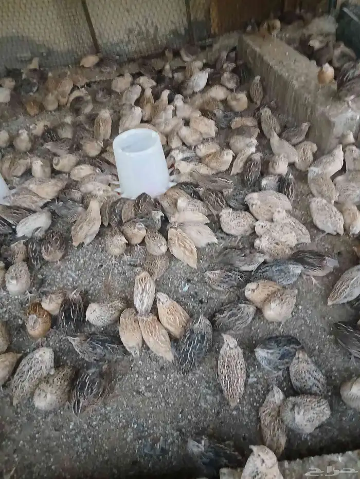 سمان بياض ولازم ماشاءالله تبارك الله 0