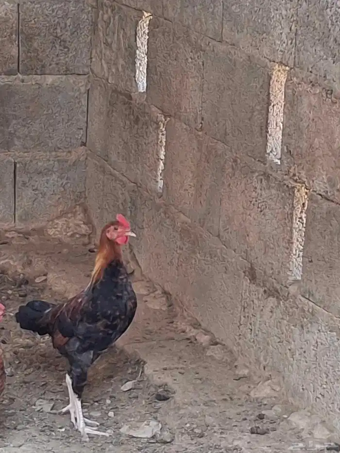 ديك عربي أصيل 2