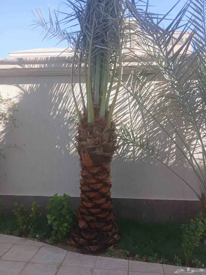 مشتل افندينا ازرعه الشتلت ونخيل الزينة المثمره 1