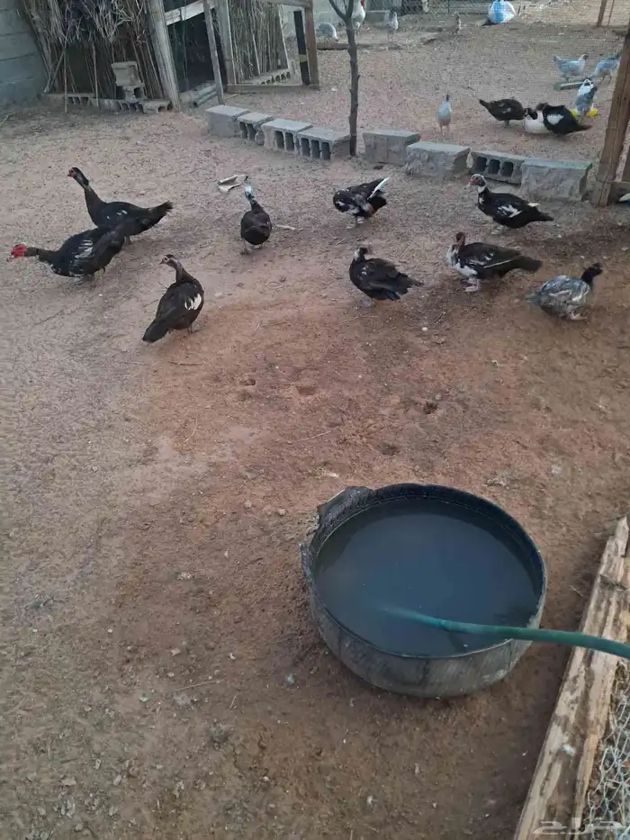 بط مصري للبيع 0