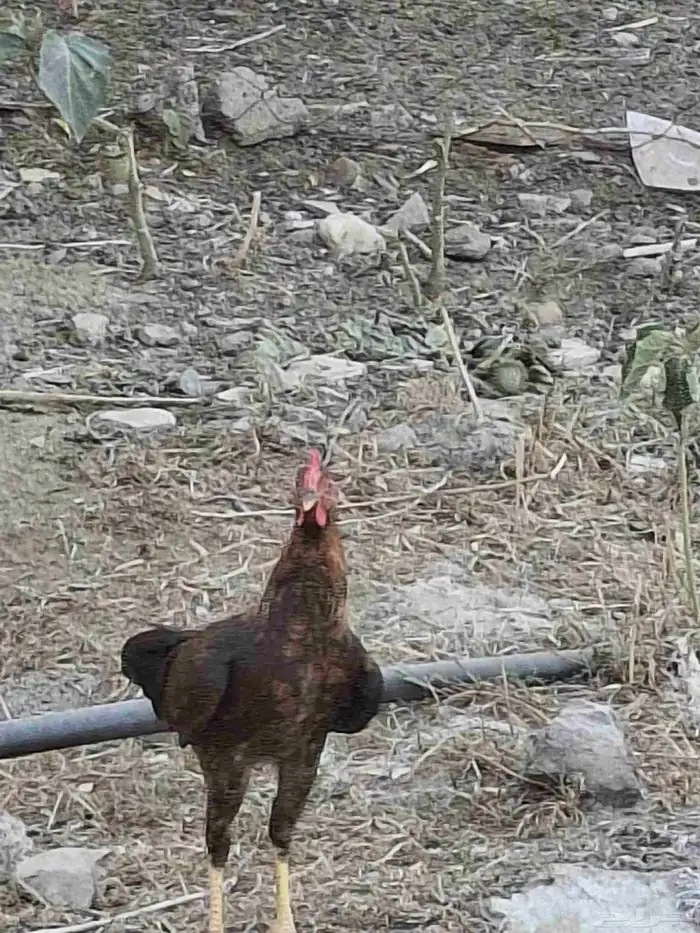 ديك عربي أصيل 3