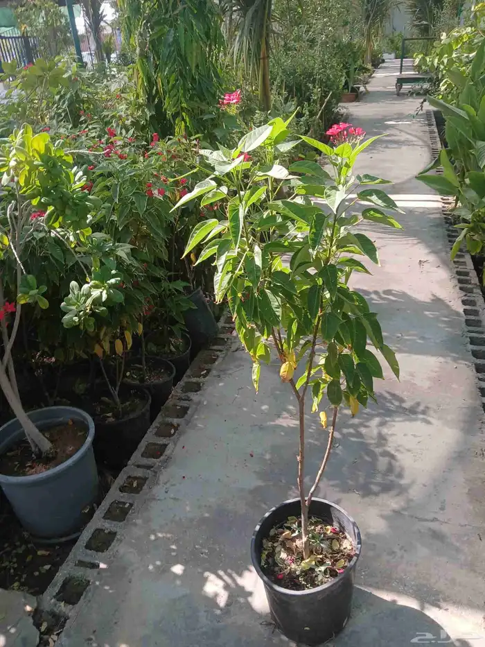 مشتل افندينا ازرعه الشتلت ونخيل الزينة المثمره 2