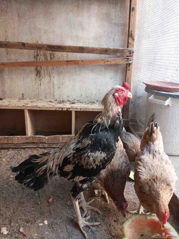 النوع ديك باكستاني للبيع 2