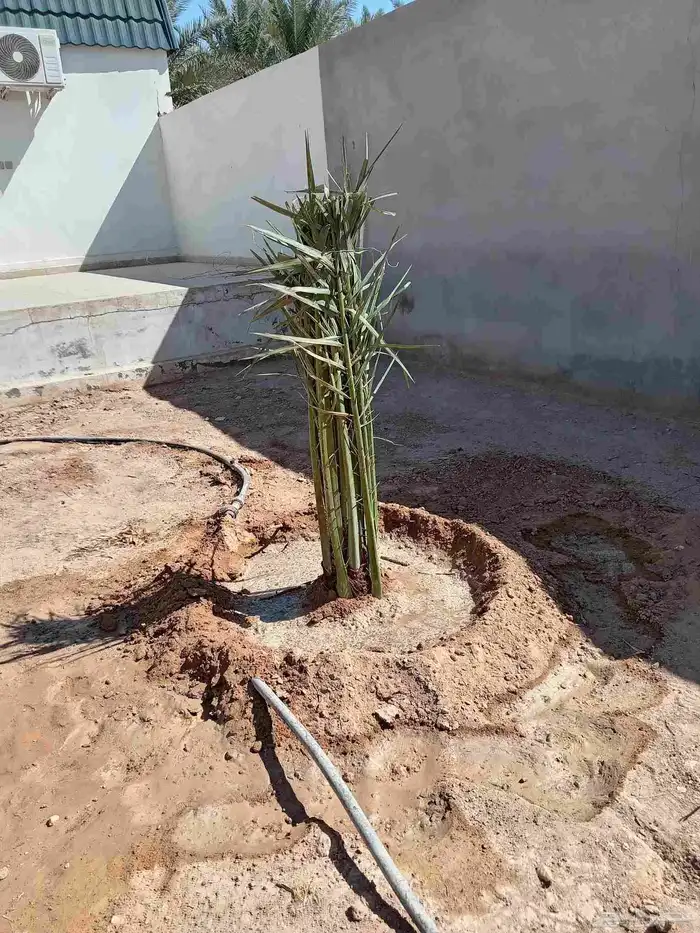 قلع وغرس وتوريد جميع انواع النخيل 6