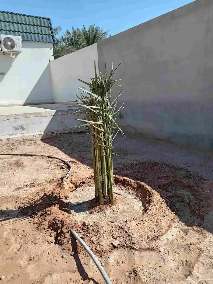 قلع وغرس وتوريد جميع انواع النخيل 3