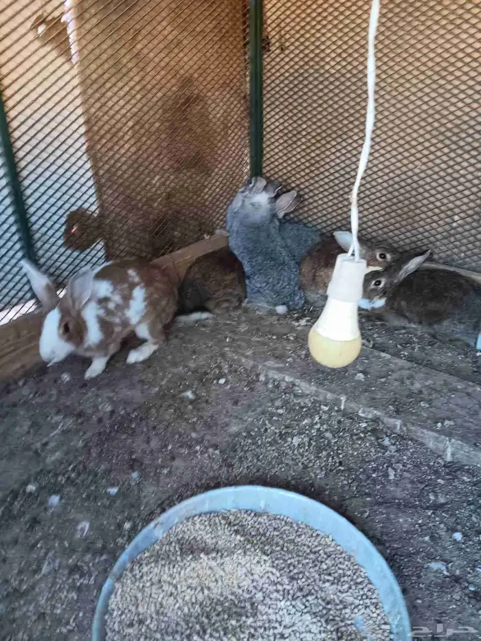 أرانب مهجن فرنسي جروم فاخره 2