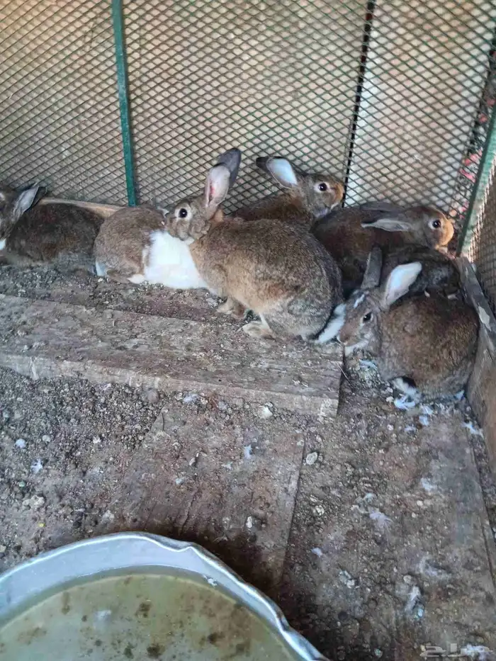 أرانب مهجن فرنسي جروم فاخره 0