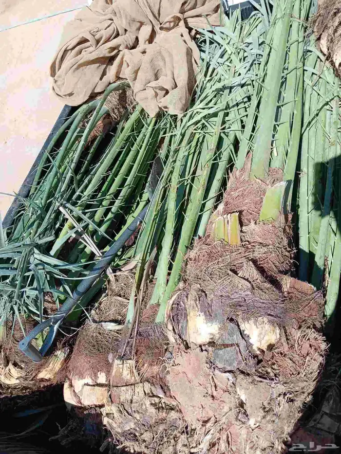 قلع وغرس وتوريد جميع انواع النخيل 4