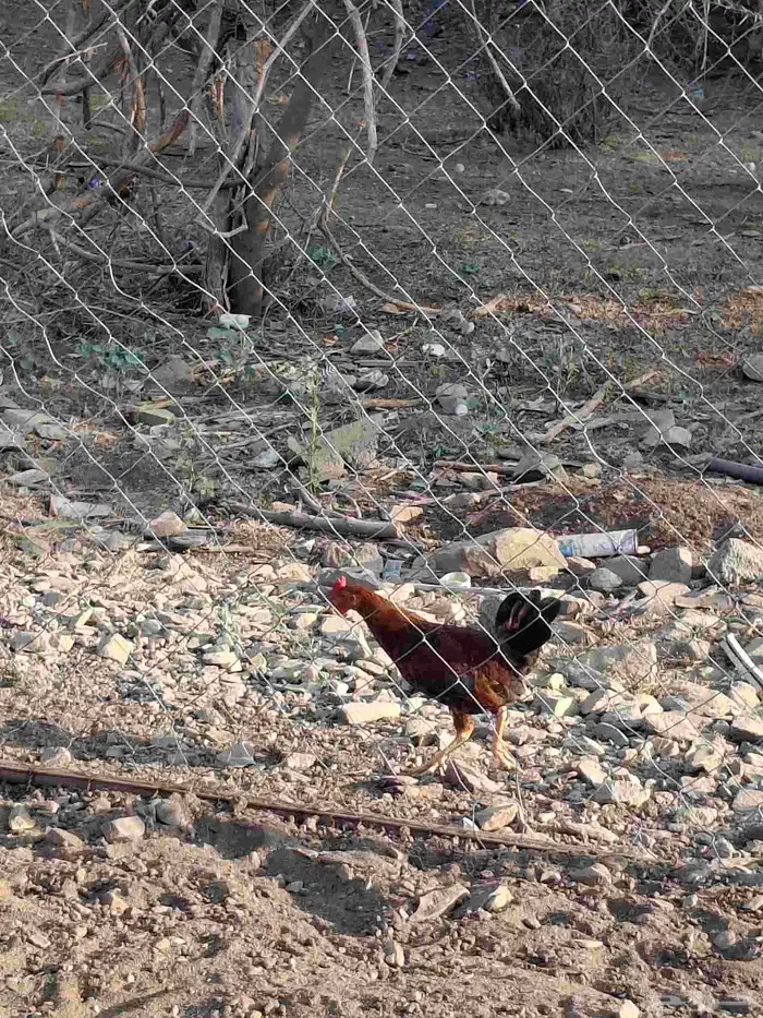 ديك عربي أصيل 4