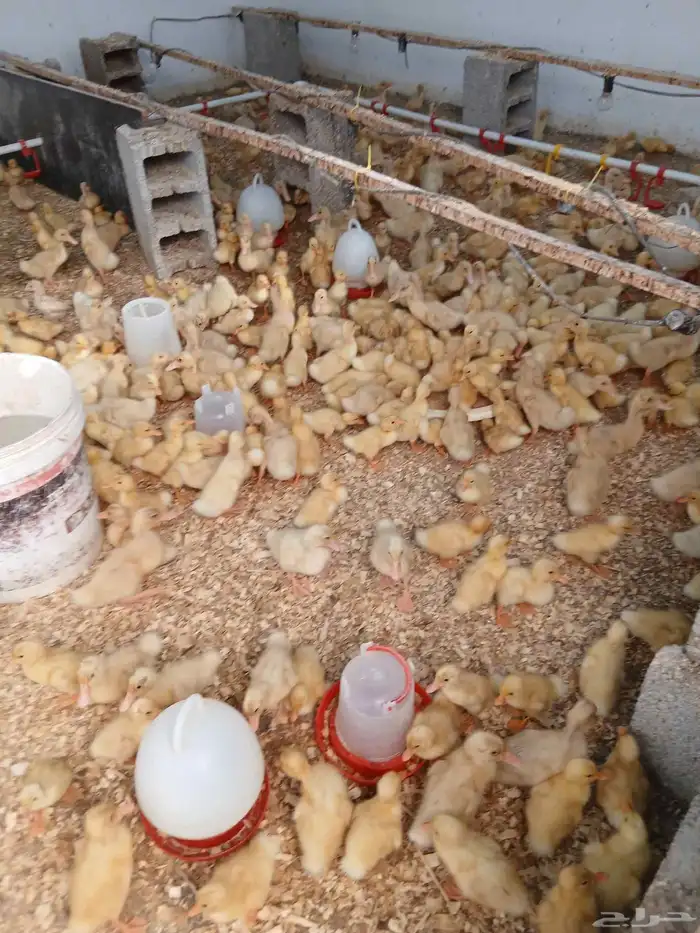 صوص بط محصن بكيني 0