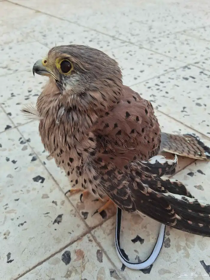 الإسلام عليكم ...اهل الخبره ايش نوعية الصقر هذا 1