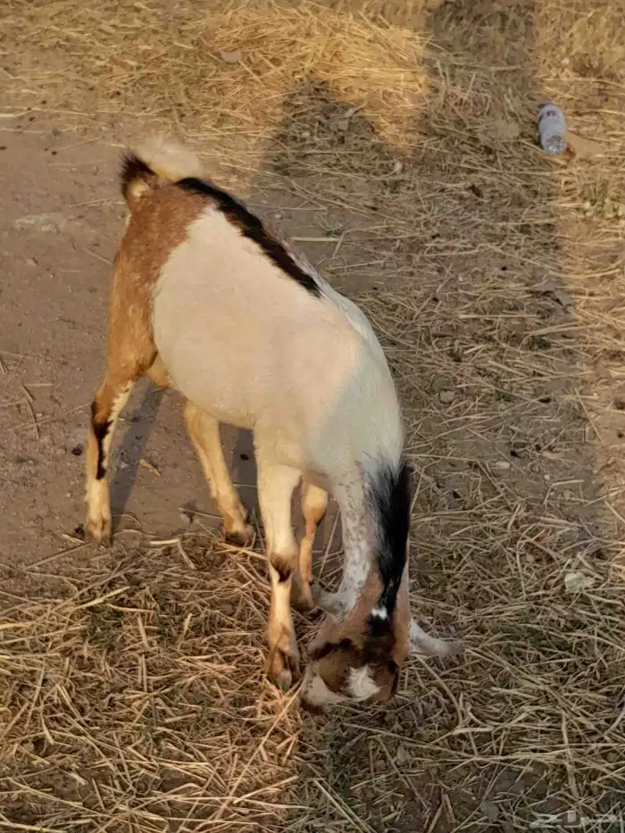 البيع تيس بلدي 1