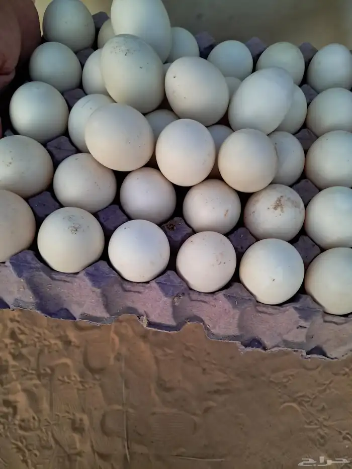 بط مصري للبيع 3