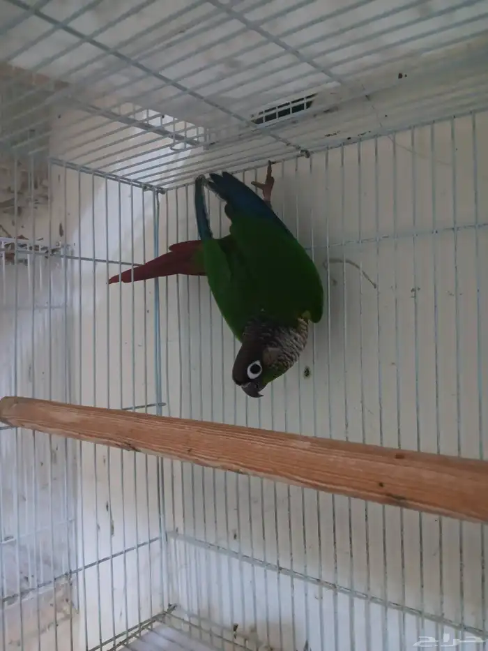 ذكر غرين شيك للبيع 0