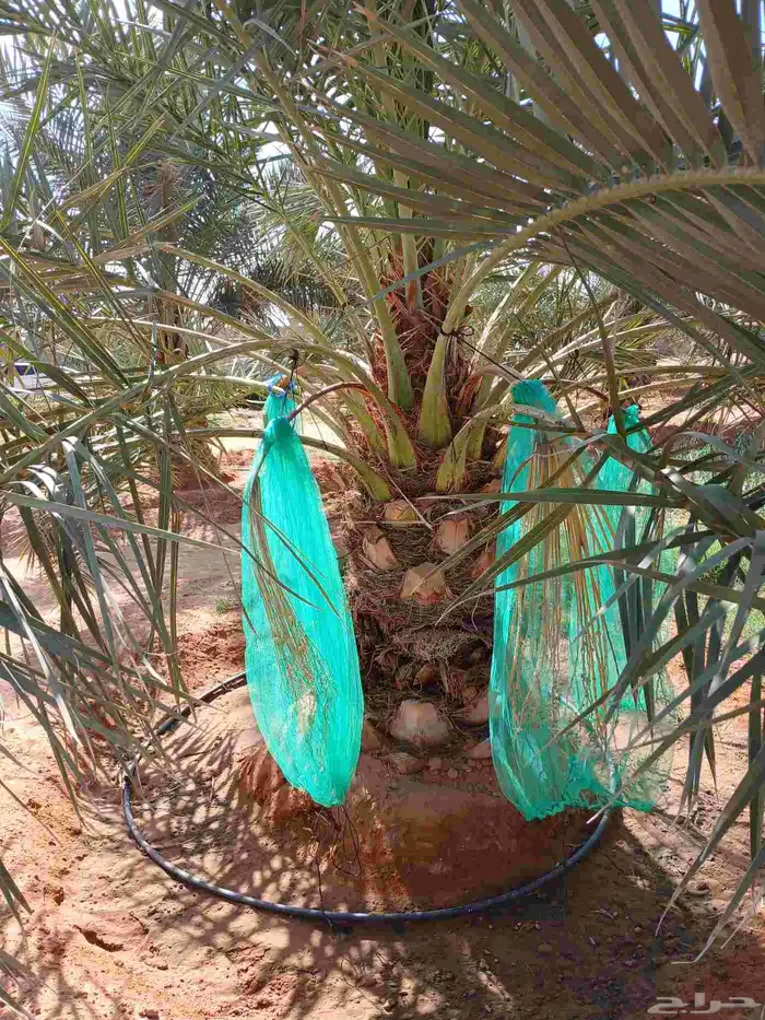 نخل مثمر للبيع خلاص برحي هلالي سكري نخيل روثانه مجدول دخيني 3