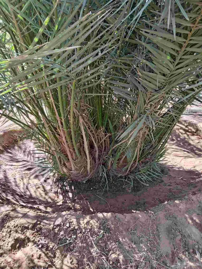 قلع وغرس وتوريد جميع انواع النخيل 2