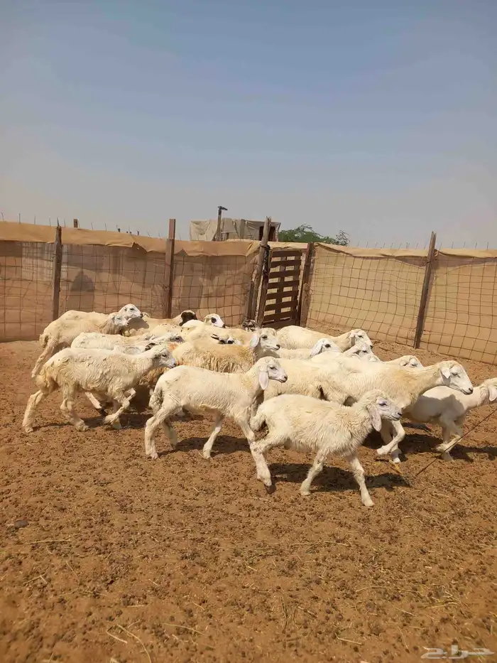 بهم طليان ورخال تربيه ب 580 3