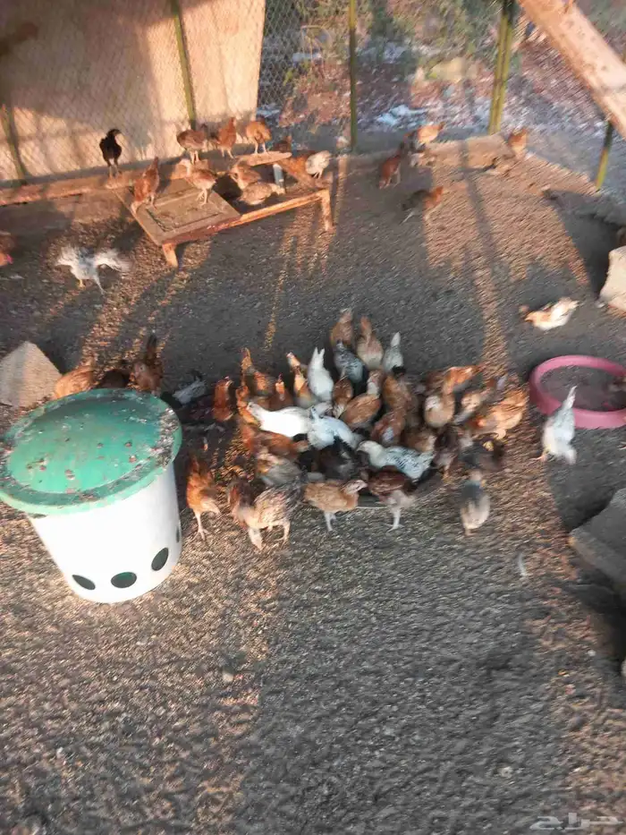 صوص دجاج بلدي العمر شهرين 0