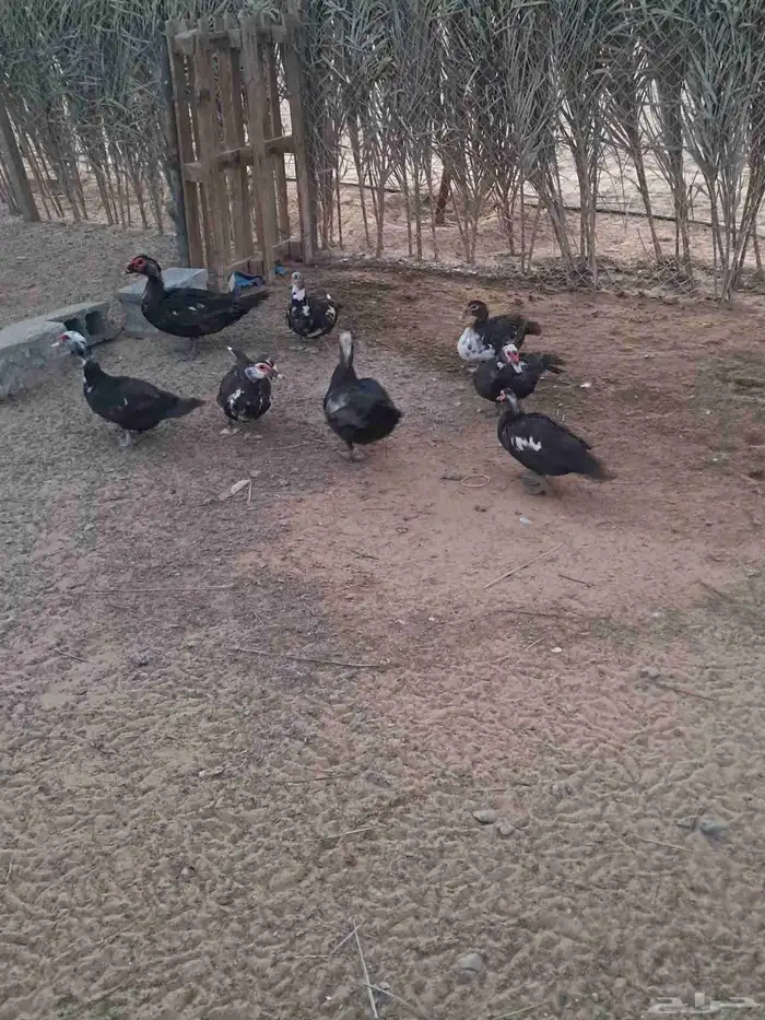 بط مصري للبيع 4