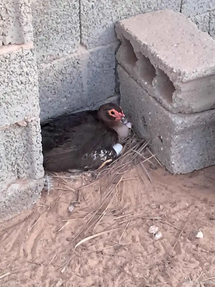 بط مصري للبيع 2