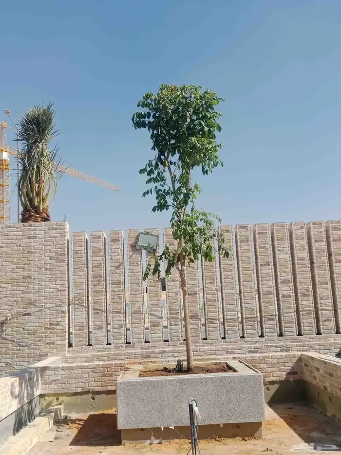 اشجار جميع المقاسات 1