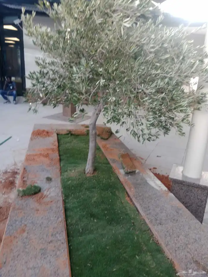 اشجار جميع المقاسات 7